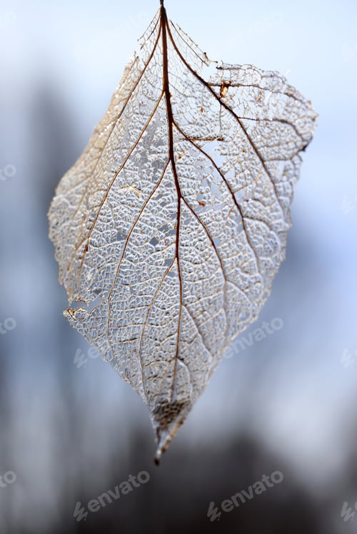 Preview: Autumn fallen skeletonized leaves. Dry fallen leaves