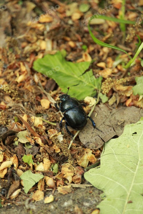 Preview: Black beetle on the ground in the forest