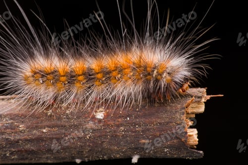 Preview: caterpillar