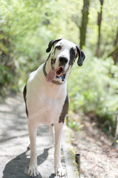 Preview: Panting dog on hot summer forest hiking trail.
