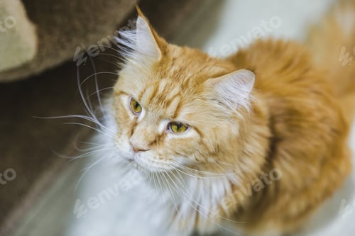 Preview: Turkish Van cat with almost closed eyes lies in a bed. Turkish Van cat