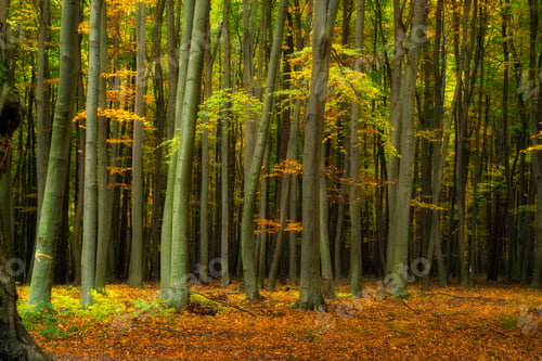 Preview: Autumn beech forest