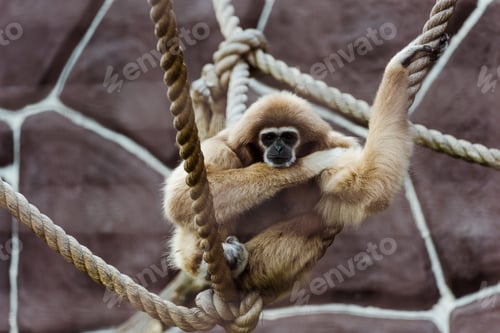Preview: selective focus of monkey sitting in ropes with knots in zoo