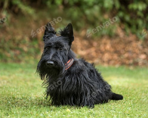 Preview: Scottish Terrier, 2 years old, in park