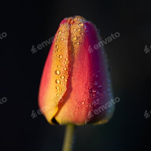 Preview: Closeup of red tulip petals with droplets of water