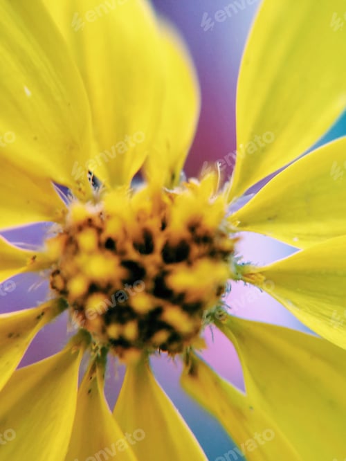 Preview: Flower