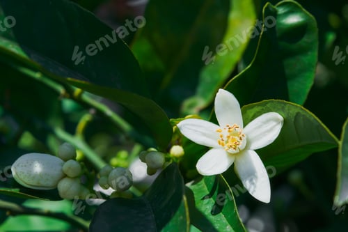 Preview: Blooming orange trees. Orange blossom in spring, close up