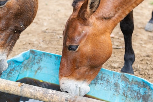 Preview: Brown mule drinking water from blue trough on countryside farm in Colombia