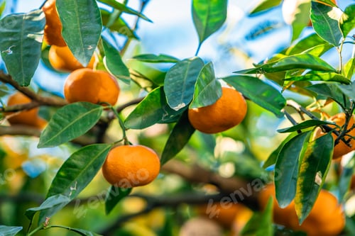 Preview: Oranges branch with green leaves on tree