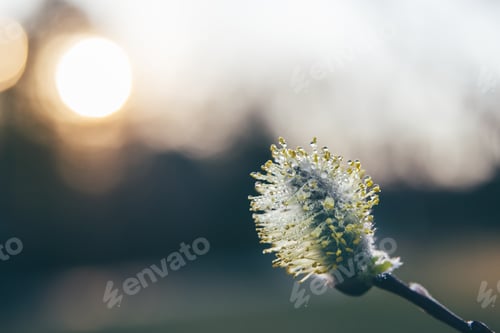 Preview: Willow flower close-up against sunset sky