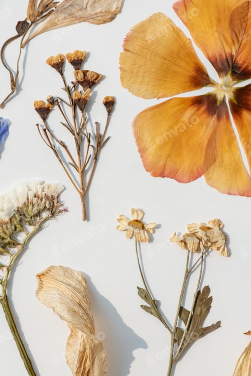 Preview: Dried flowers collection on a white wall