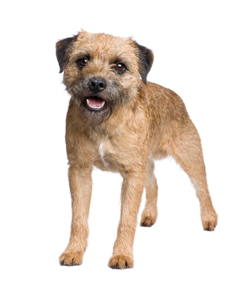 Preview: Border terrier