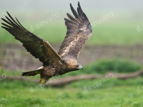 Preview: Golden eagle (Aquila chrysaetos)