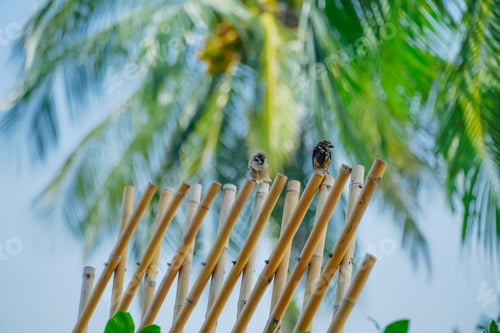 Preview: Two Small Birds Perched on a Bamboo Fence