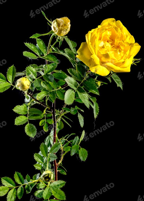 Preview: Blooming yellow Climbing rose Golden Showers on a black background