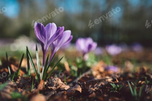 Preview: Spring flowers