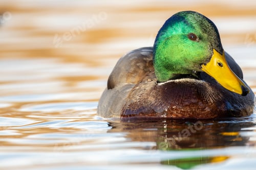 Preview: Vibrant male mallard duck with a green head and yellow beak swimming on calm water.