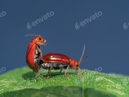 Preview: Aulacophora indica mating