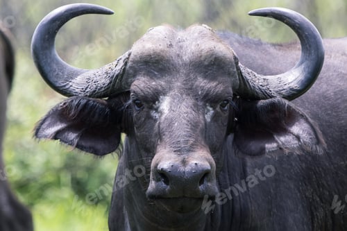 Preview: Buffalo in the Kruger National safari park