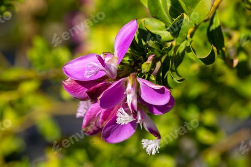 Preview: Polygala myrtifolia is a plant species belonging to the Polygala genus.