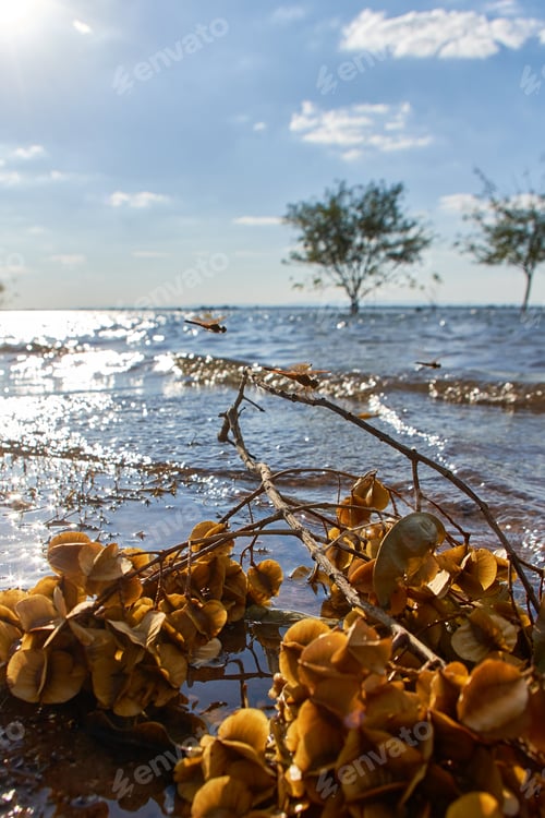 Preview: Wilted plant part on the beach