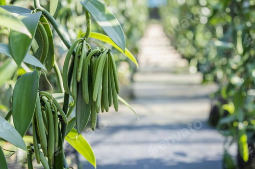 Preview: Closeup of vanilla plant green pod on plantation. Agriculture in tropical climate