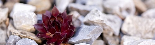 Preview: Banner 4x1 Linkedin Red succulent Sempervivum "Red Lion" grows in rubble