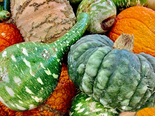 Preview: Fresh new healthy organic pumpkins squash yams and gourds fir the Fall Autumn season