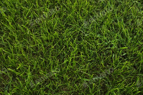 Vorschau: Grastextur, Hintergrund, Garten, grünes Feld, Garten