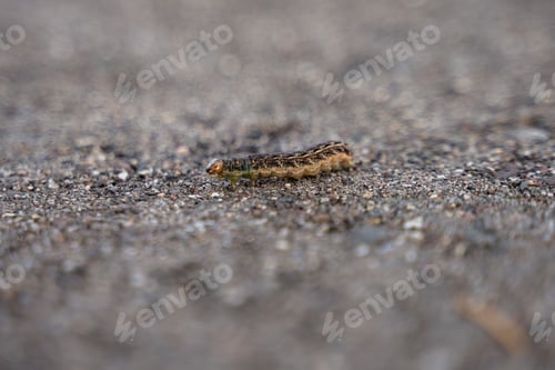 Preview: Macro shot of a tiny tree caterpillar crawling on the ground on an isolated background