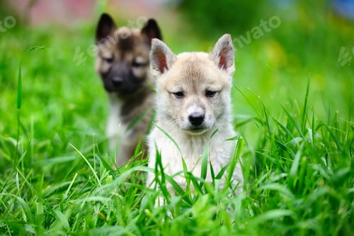 Preview: Two lovely charming puppies of Laika breed is sitting on green g