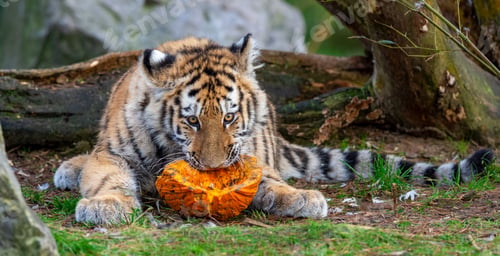 Preview: Young Siberian tiger devouring a pumpkin
