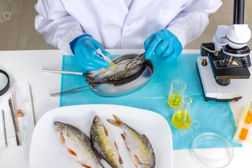 Preview: Research fish in the lab. Selective focus.