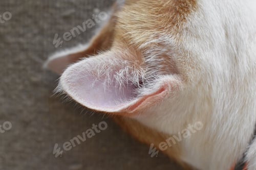 Preview: Cat ear close up. Cat sleeping on the rug.