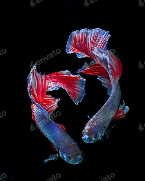 Preview: Betta fish