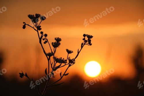Preview: Dark silhouettes of wild flowers against bright colorful sunset sky with setting sun light