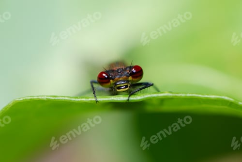 Preview: Dragonfly