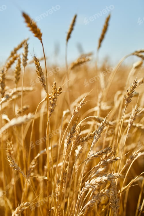 Preview: Close up wheat harvest, wheat field background in the sun day, summer