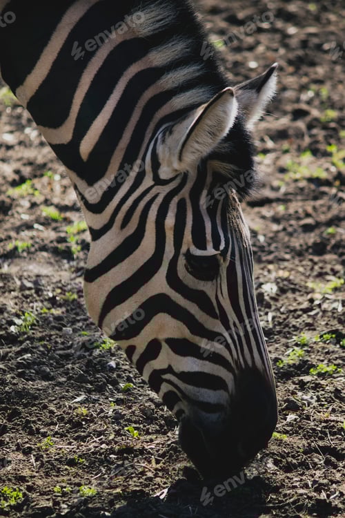 Preview: Zebra portrait