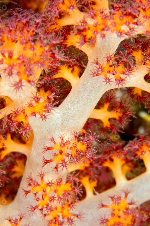 Preview: Multi-branched Trees Soft Coral, Bunaken National Marine Park, Indonesia