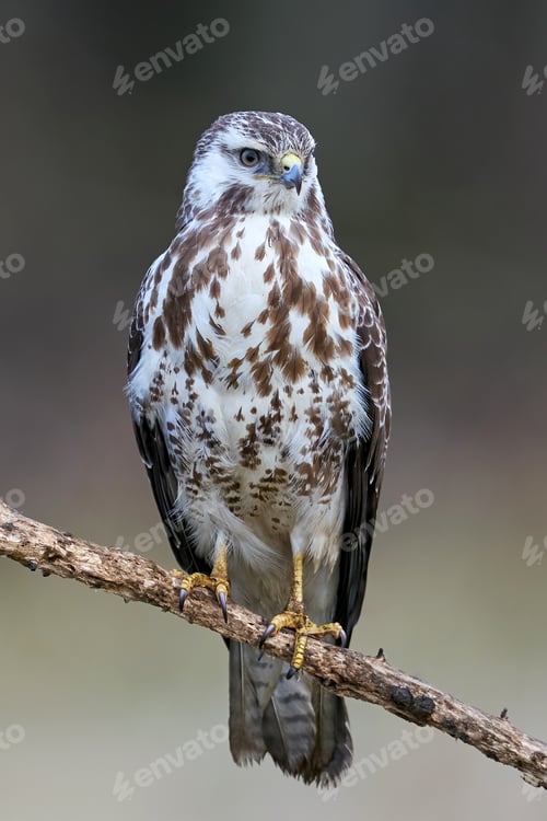 Preview: Common buzzard (Buteo buteo)