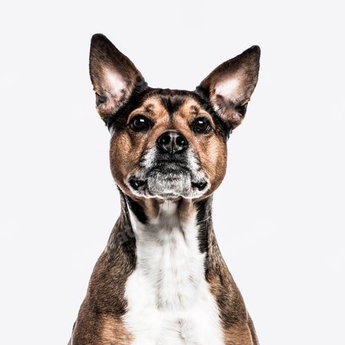 Preview: Crossbreed dog isolated on white