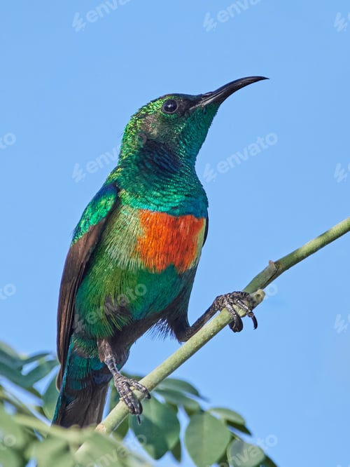 Preview: Beautiful sunbird (Cinnyris pulchella)