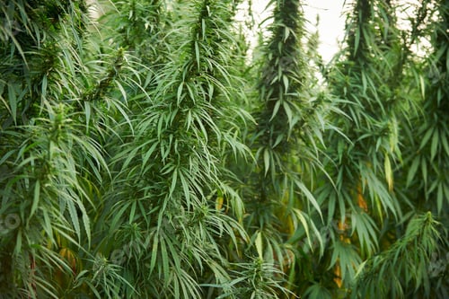 Preview: marijuana leaves cannabis plants in the farm background