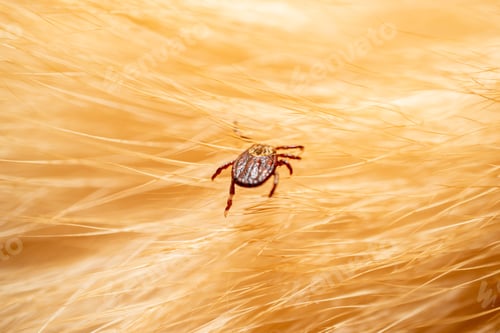 Preview: Ticks on dog hair. Ticks sucking dog blood. Dangerous insect mite, encephalitis, lyme disease