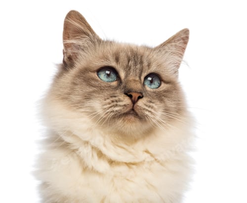 Preview: Close-up of a Birman looking up against white background