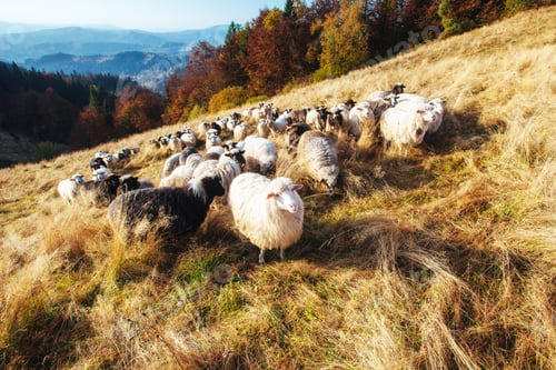 Preview: flock of sheep