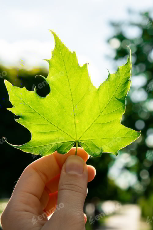Preview: Female hand holding green maple leaf in sunbeam background. Ray of the sun breaks Natural background