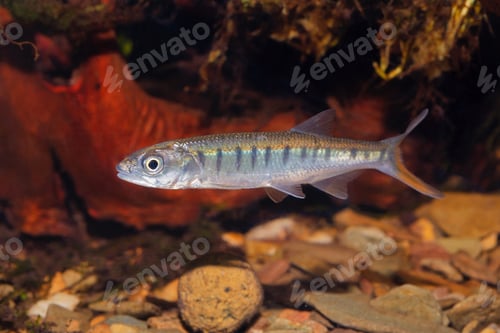 Preview: Senegal minnow Raiamas senegalensis in freshwater aquarium