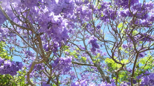 Preview: Purple jacaranda flowers against clear blue sky